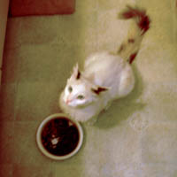 Amelia w/DS (PCW #796)
