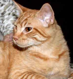 Garfield w/LY (PCW #1136)
