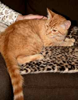 Garfield w/LY (PCW #1136)