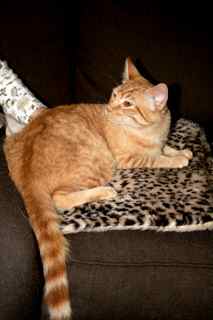 Garfield w/LY (PCW #1136)