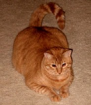 Garfield w/LY (PCW #1136) Garfield w/LY (PCW #1136)