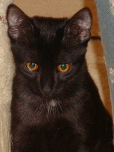 Licorice Licorice