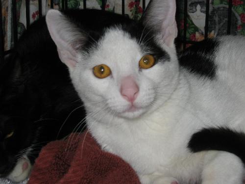 Snowbell w/SC (PCW #1177)