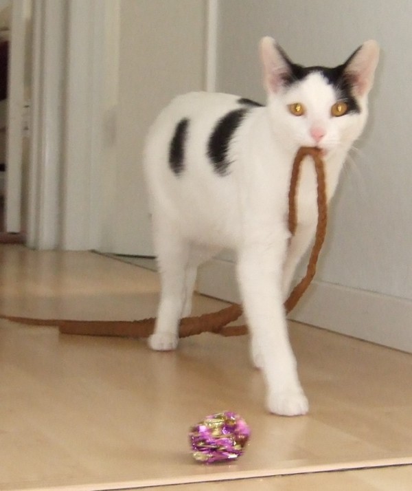 Snowbell w/SC (PCW #1177)