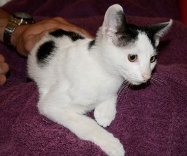 Snowbell w/SC (PCW #1177)