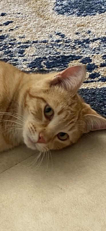 Cheddar