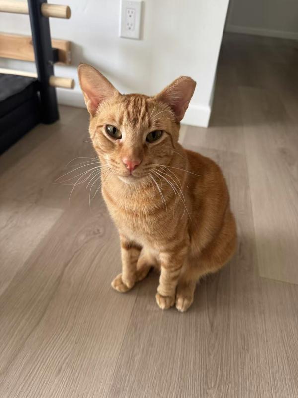 Cheeto