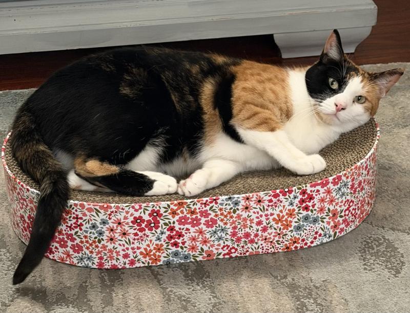 Lilly
