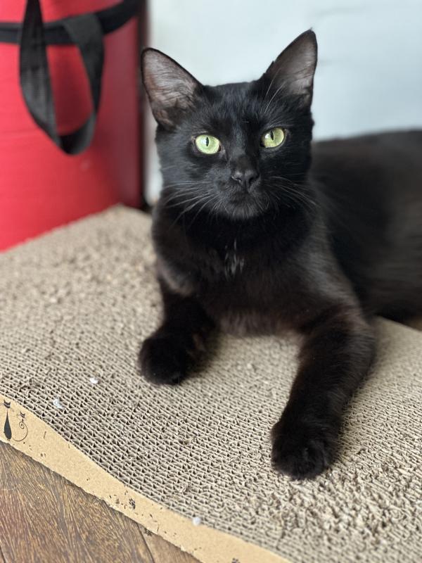 Ebony