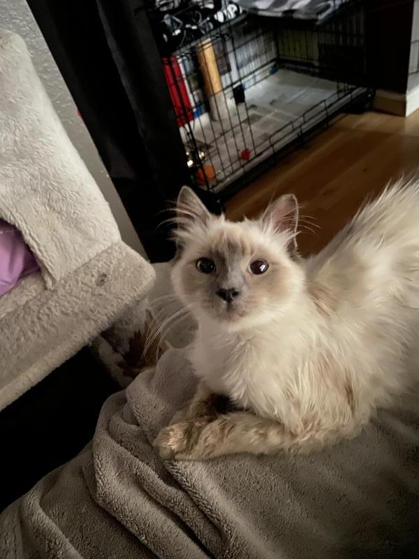 Mocha