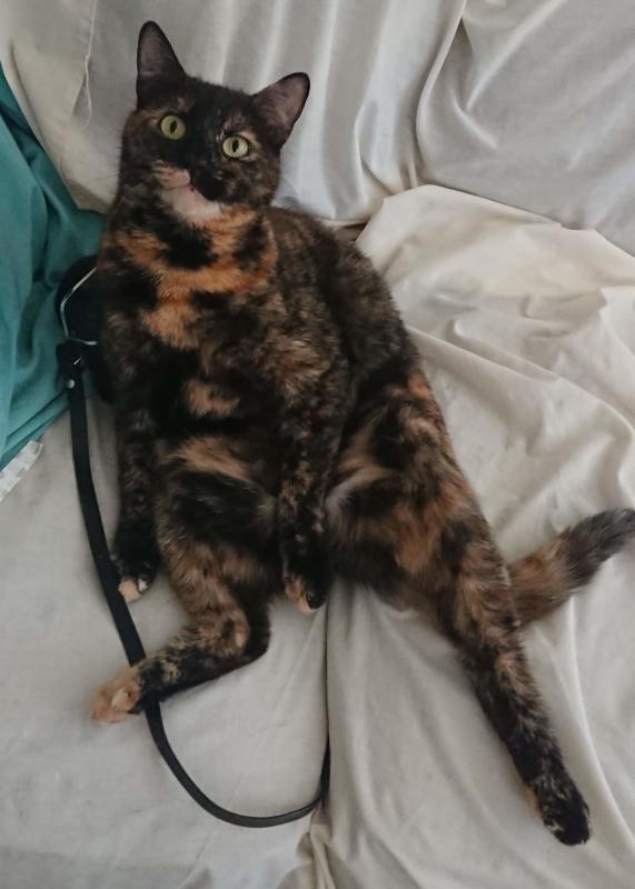 Tai