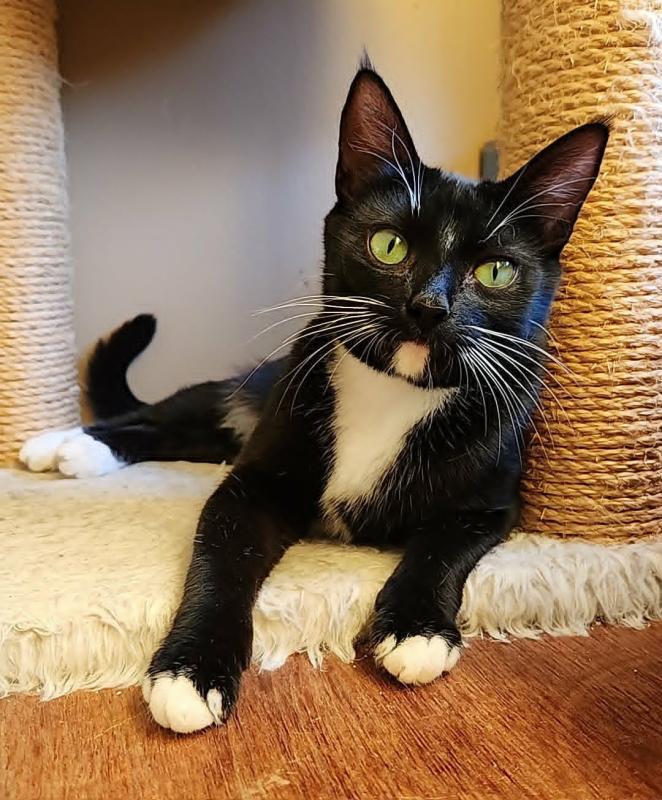 Tuxie
