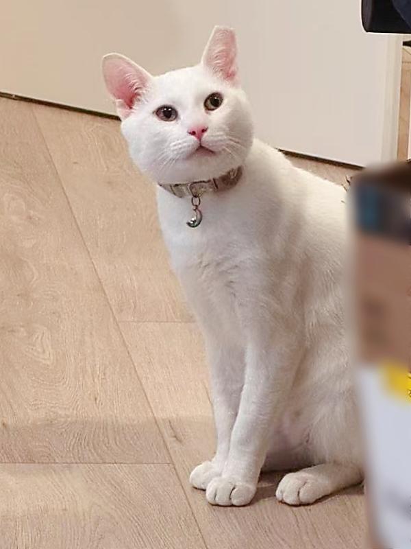 Yuki