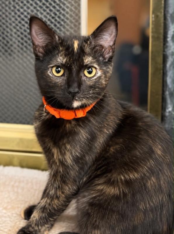 Nora