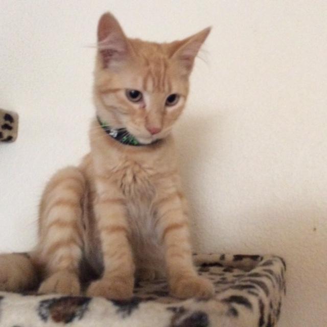 orange boy cat